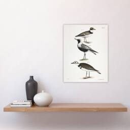 "Artery8 James De Kay Ring Plover Snipe & Kildeer Wall Art Print in White - Size: W12"" x H16""" - thumbnail 4