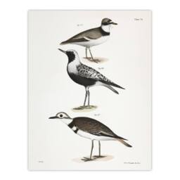 "Artery8 James De Kay Ring Plover Snipe & Kildeer Wall Art Print in White - Size: W12"" x H16""" - thumbnail 1