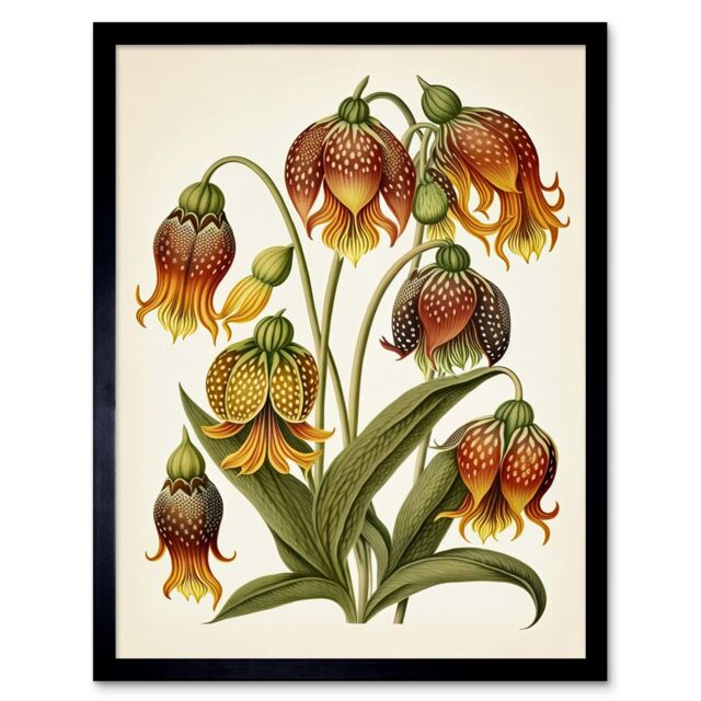 "Artery8 Wall Art Print Ernst Haeckel Inspired Fritillaria Flower Plant Study Modern Watercolour Painting Art Framed in Black - Size: W12"" x H16""" - image 1