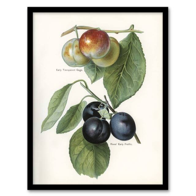Artery8 Vintage Illustration of Two Plum Varieties Wright Framed Wall Art in White - Size: A4 - image 1