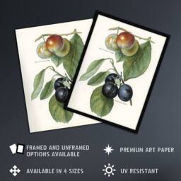 Artery8 Vintage Illustration of Two Plum Varieties Wright Framed Wall Art in White - Size: A4 - thumbnail 2