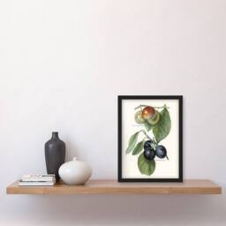 Artery8 Vintage Illustration of Two Plum Varieties Wright Framed Wall Art in White - Size: A4 - thumbnail 4