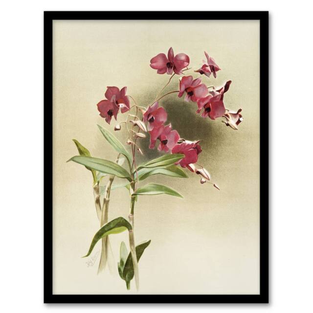 Artery8 Frederick Sander Cooktown Pink Orchid Flowers Framed Wall Art Print - Size: A4 - image 1