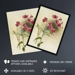 Artery8 Frederick Sander Cooktown Pink Orchid Flowers Framed Wall Art Print - Size: A4 - thumbnail 2