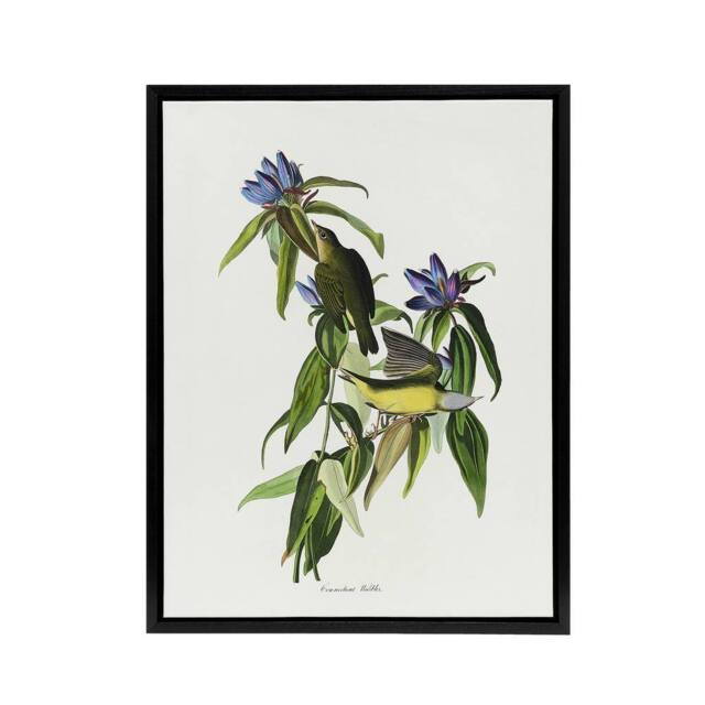 "Artery8 Connecticut Warbler Bird Audubon Nature Black Framed Canvas Wall Art in White - Size: W12"" x H16""" - image 1