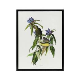 "Artery8 Connecticut Warbler Bird Audubon Nature Black Framed Canvas Wall Art in White - Size: W12"" x H16""" - thumbnail 1