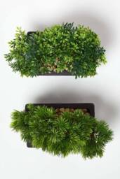 Homescapes Set of 2 Artificial Bonsai Trees in Decorative Pots, 15 cm Tall in Green - thumbnail 7