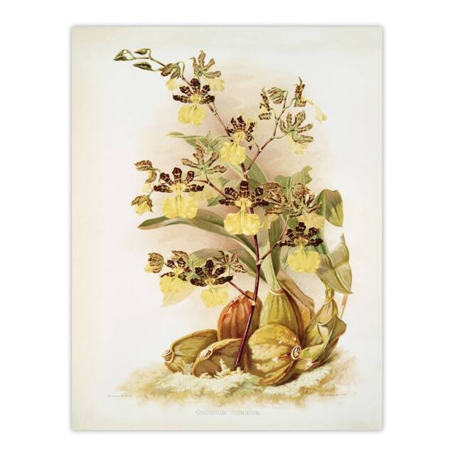 "Artery8 Frederick Sander Oncidium Tigrinum Orchid Flowers Wall Art Print - Size: W12"" x H16""" - image 1