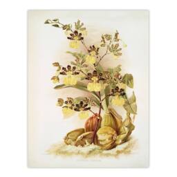"Artery8 Frederick Sander Oncidium Tigrinum Orchid Flowers Wall Art Print - Size: W12"" x H16""" - thumbnail 1