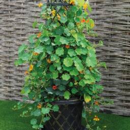FLAVORA 3x Black & Gold Tower Pot Climbing Plant Planter - Size: 10g - thumbnail 5