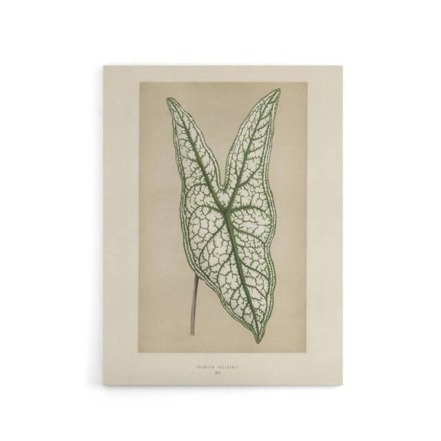 "Artery8 Vintage Botanical Caladium Belleymel Leaf Fawcett Canvas Wall Art in Beige - Size: W18"" x H24""" - image 1