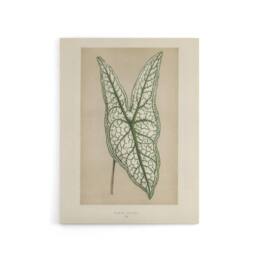"Artery8 Vintage Botanical Caladium Belleymel Leaf Fawcett Canvas Wall Art in Beige - Size: W18"" x H24""" - thumbnail 1