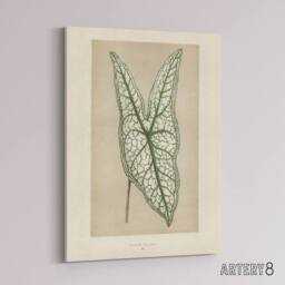"Artery8 Vintage Botanical Caladium Belleymel Leaf Fawcett Canvas Wall Art in Beige - Size: W18"" x H24""" - thumbnail 2