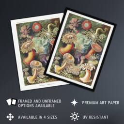 Artery8 Sea Anemone Marine Landscape Haeckel Botanical Framed Wall Art Print - Size: A4 - thumbnail 2