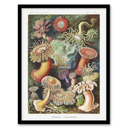 Artery8 Sea Anemone Marine Landscape Haeckel Botanical Framed Wall Art Print - Size: A4 - thumbnail 1