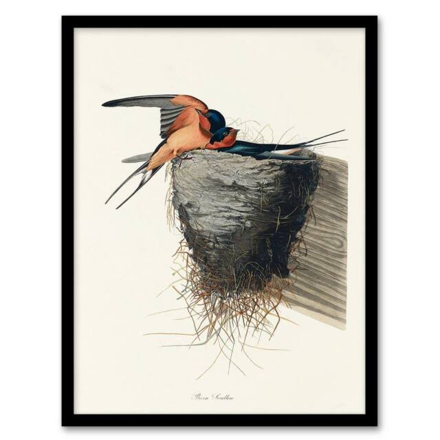 Artery8 John James Audubon Framed Wall Art Birds of America Barn Swallow in White - Size: A4 - image 1