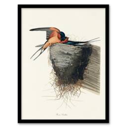 Artery8 John James Audubon Framed Wall Art Birds of America Barn Swallow in White - Size: A4 - thumbnail 1