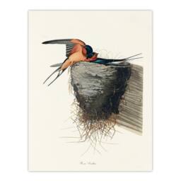 Artery8 John James Audubon Framed Wall Art Birds of America Barn Swallow in White - Size: A4 - thumbnail 3