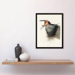 Artery8 John James Audubon Framed Wall Art Birds of America Barn Swallow in White - Size: A4 - thumbnail 2