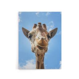 "Artery8 Up close look at a giraffe Carol M Highsmith Canvas Wall Art Print in Blue - Size: W12"" x H16""" - thumbnail 1