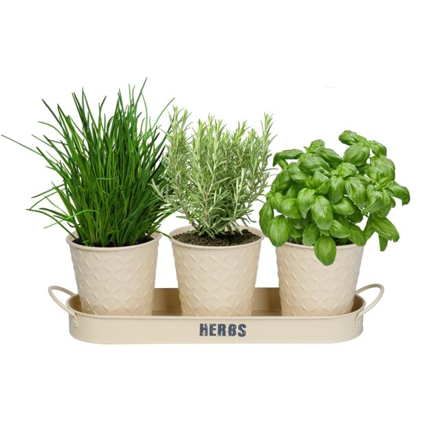 simpa Embossed Metal 3PC Herb Planters with Tray in Cream - image 1