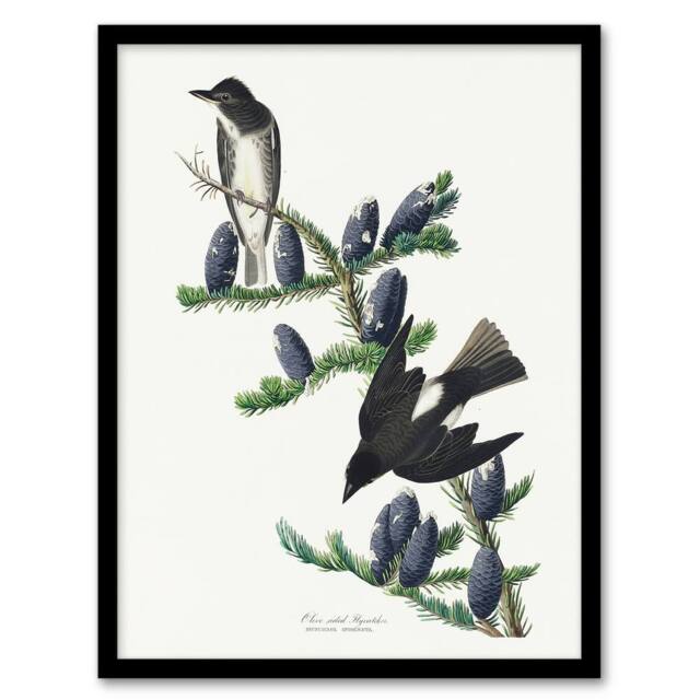 Artery8 Olive Sided Flycatcher Bird on Fir Tree Audubon Framed Wall Art Print in White - Size: A4 - image 1