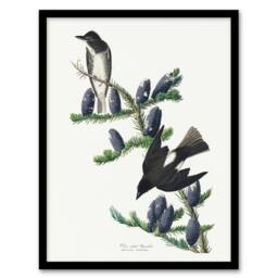 Artery8 Olive Sided Flycatcher Bird on Fir Tree Audubon Framed Wall Art Print in White - Size: A4 - thumbnail 1