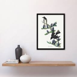 Artery8 Olive Sided Flycatcher Bird on Fir Tree Audubon Framed Wall Art Print in White - Size: A4 - thumbnail 4