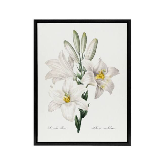 "Artery8 White Lily Botanical Redoute Vintage Black Framed Canvas Wall Art - Size: W18"" x H24""" - image 1