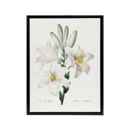 "Artery8 White Lily Botanical Redoute Vintage Black Framed Canvas Wall Art - Size: W18"" x H24""" - thumbnail 1