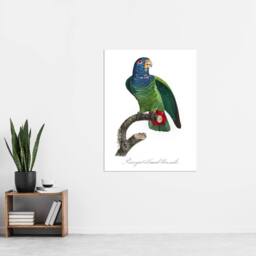 "Artery8 The Blue Headed Parrot Francois Levaillant Wall Art Poster Print in White - Size: W12"" x H16""" - thumbnail 4