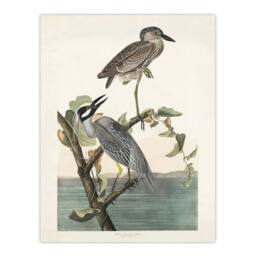 "Artery8 Yellow Crowned Heron Audubon Nature Wall Art Print Poster in White - Size: W18"" x H24""" - thumbnail 1