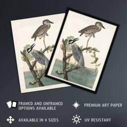"Artery8 Yellow Crowned Heron Audubon Nature Wall Art Print Poster in White - Size: W18"" x H24""" - thumbnail 2
