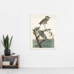 "Artery8 Yellow Crowned Heron Audubon Nature Wall Art Print Poster in White - Size: W18"" x H24""" - thumbnail 4