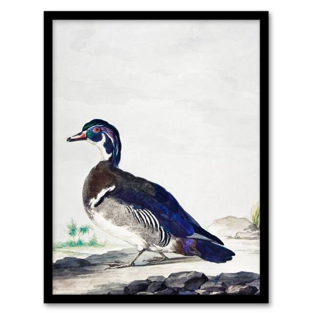 Artery8 Aert Schouman Framed Wall Art Wood Duck Vintage Bird Oil Painting in White - Size: A4 - image 1