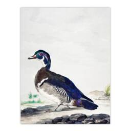 Artery8 Aert Schouman Framed Wall Art Wood Duck Vintage Bird Oil Painting in White - Size: A4 - thumbnail 3
