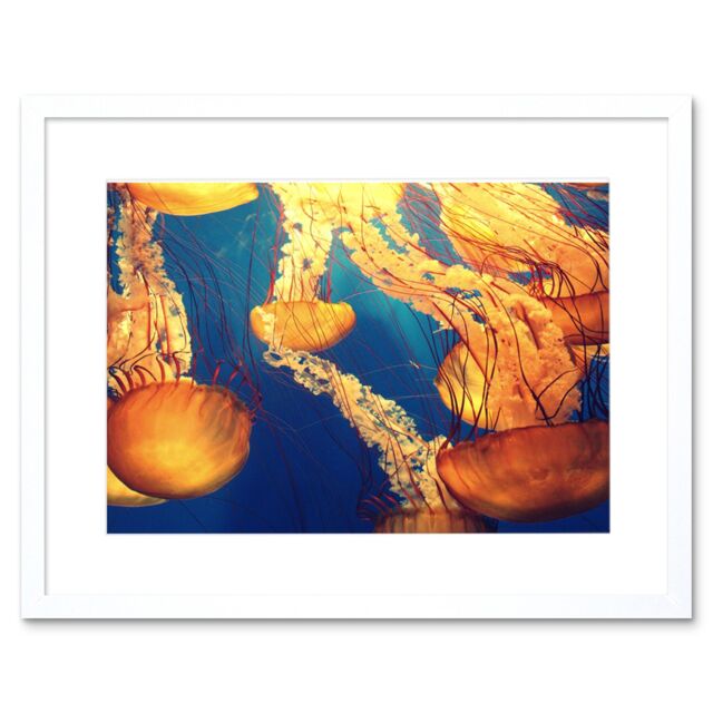 "Artery8 Wall Art Print Jellyfish Group Underwater Ocean Framed in White - Size: W7"" x H9""" - image 1