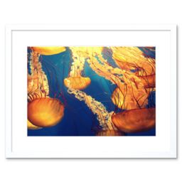 "Artery8 Wall Art Print Jellyfish Group Underwater Ocean Framed in White - Size: W7"" x H9""" - thumbnail 1