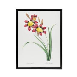 "Artery8 Harlequin Flowers Floral Redoute Vintage Black Framed Canvas Wall Art in White - Size: W12"" x H16""" - thumbnail 1
