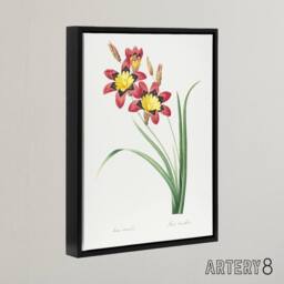 "Artery8 Harlequin Flowers Floral Redoute Vintage Black Framed Canvas Wall Art in White - Size: W12"" x H16""" - thumbnail 2