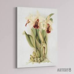 "Artery8 Frederick Sander Cattleya Aurea Orchid Flowers Canvas Wall Art Print in White - Size: W12"" x H16""" - thumbnail 2