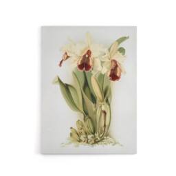 "Artery8 Frederick Sander Cattleya Aurea Orchid Flowers Canvas Wall Art Print in White - Size: W12"" x H16""" - thumbnail 1