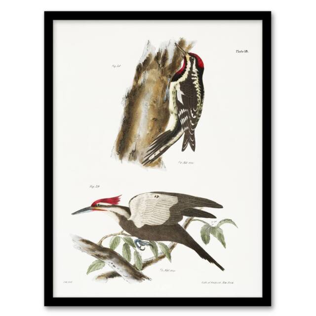 Artery8 James De Kay Yellow Bellied & Crested Woodpecker Framed Art Print in White - Size: A4 - image 1