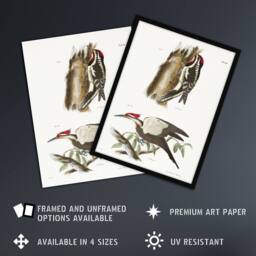 Artery8 James De Kay Yellow Bellied & Crested Woodpecker Framed Art Print in White - Size: A4 - thumbnail 2