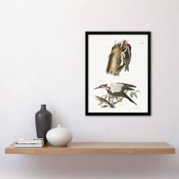 Artery8 James De Kay Yellow Bellied & Crested Woodpecker Framed Art Print in White - Size: A4 - thumbnail 4