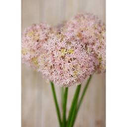 Sostter Lilac Allium Stem for Vases & Home Styling in Ivory - thumbnail 5