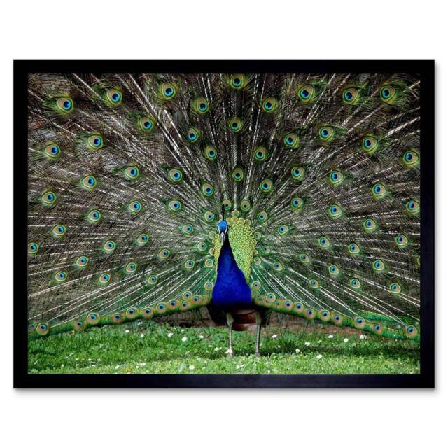 "Artery8 Peacock Feather Display Green Home Decor 12x16"" Framed Wall Art Print - Size: W12"" x H16""" - image 1