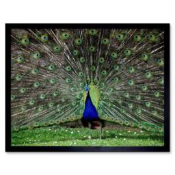 "Artery8 Peacock Feather Display Green Home Decor 12x16"" Framed Wall Art Print - Size: W12"" x H16""" - thumbnail 1