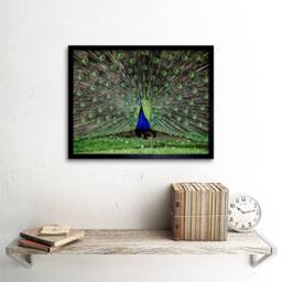 "Artery8 Peacock Feather Display Green Home Decor 12x16"" Framed Wall Art Print - Size: W12"" x H16""" - thumbnail 2