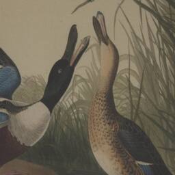 Sostter Framed Mallard Duck Art on Linen Canvas in Beige - thumbnail 2